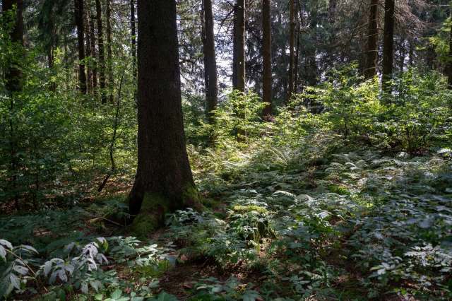 If these missing species aren't accounted for, conservation work may fall short.