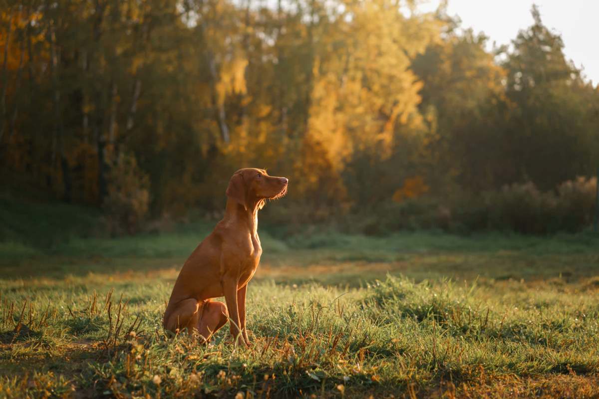 The owner issued a warning to other dog owners.