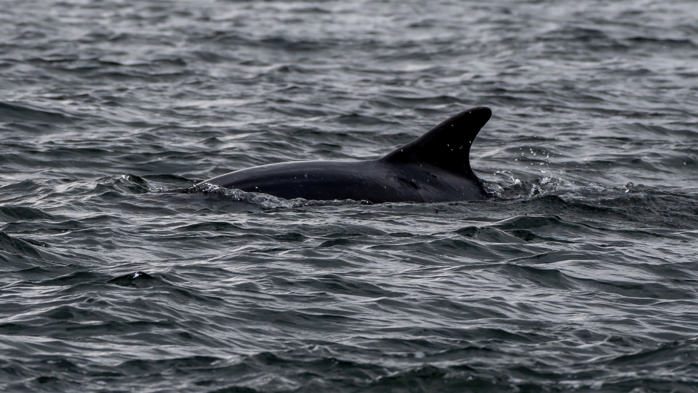 Results showed that these pressures have been building for decades, and it's finally catching up with the marine animals.