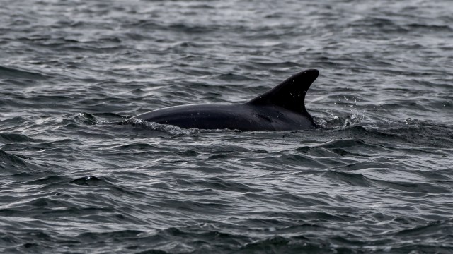 Results showed that these pressures have been building for decades, and it's finally catching up with the marine animals.