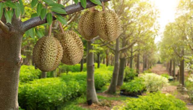 "These trees take decades to cultivate the right profile."