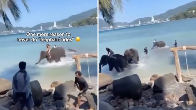 "These intelligent creatures are not here for our entertainment."