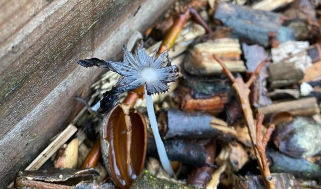 "Hoping my garden blesses me with one this year."