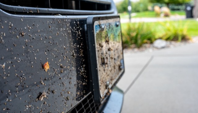 Insects are essential to a stable food system.