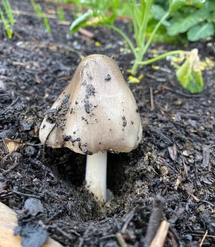 "Hoping my garden blesses me with one this year."