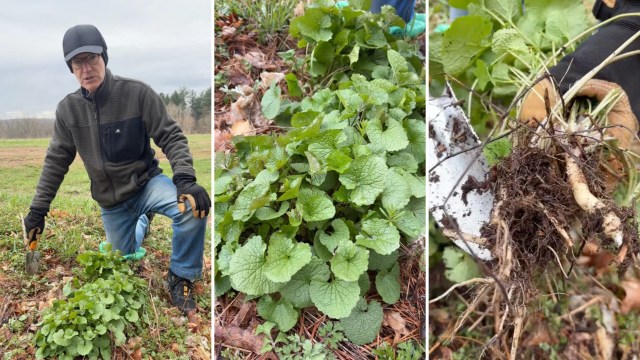 Invasive species can drastically change your garden.