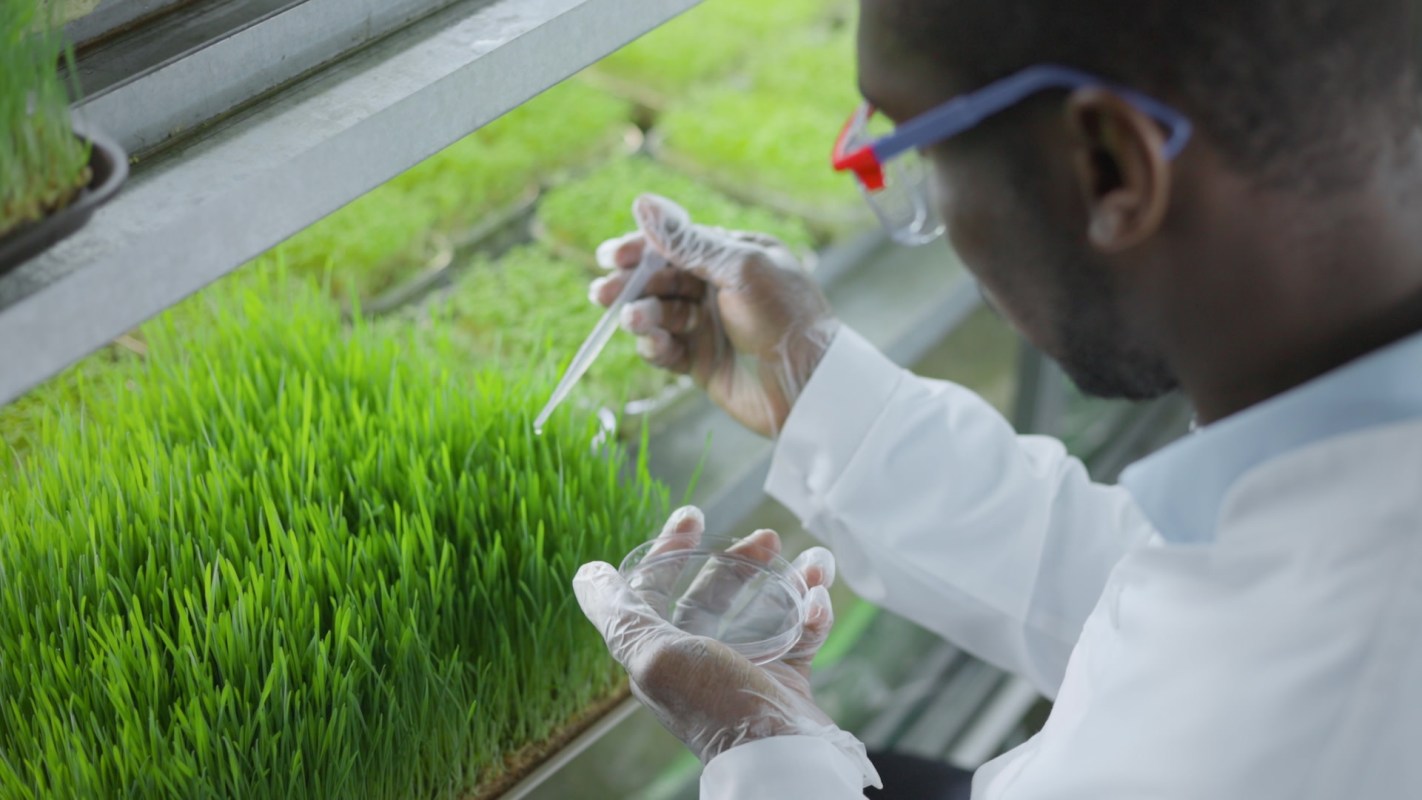 The importance of protecting staple crops can't be overstated.