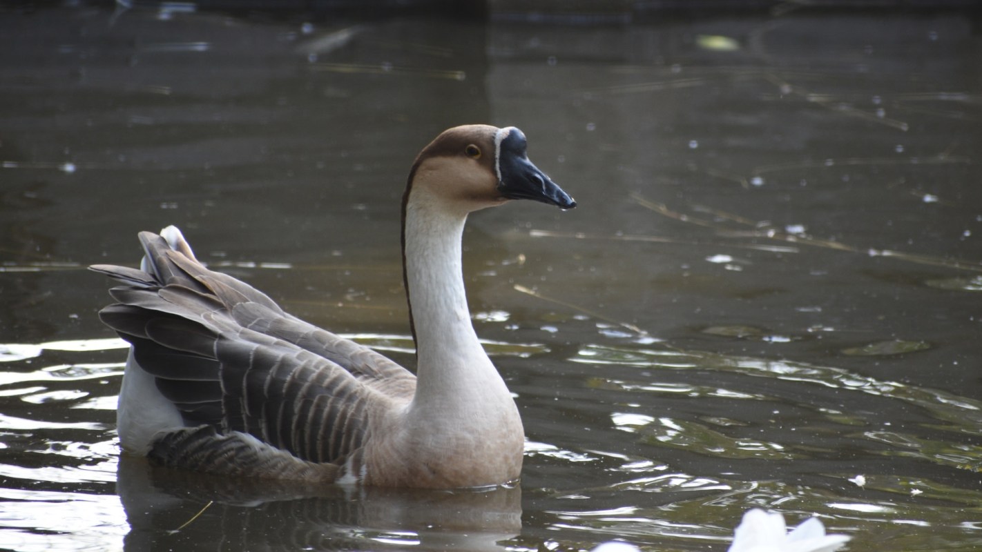 "The goose was completely unable to move."