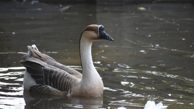 "The goose was completely unable to move."