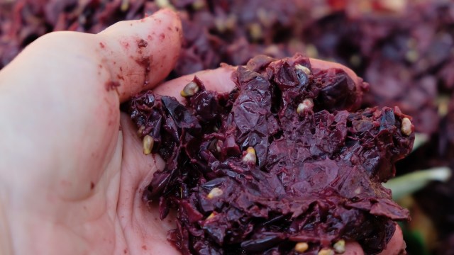 When birds get sick, it's not just causing prices to go up on eggs.