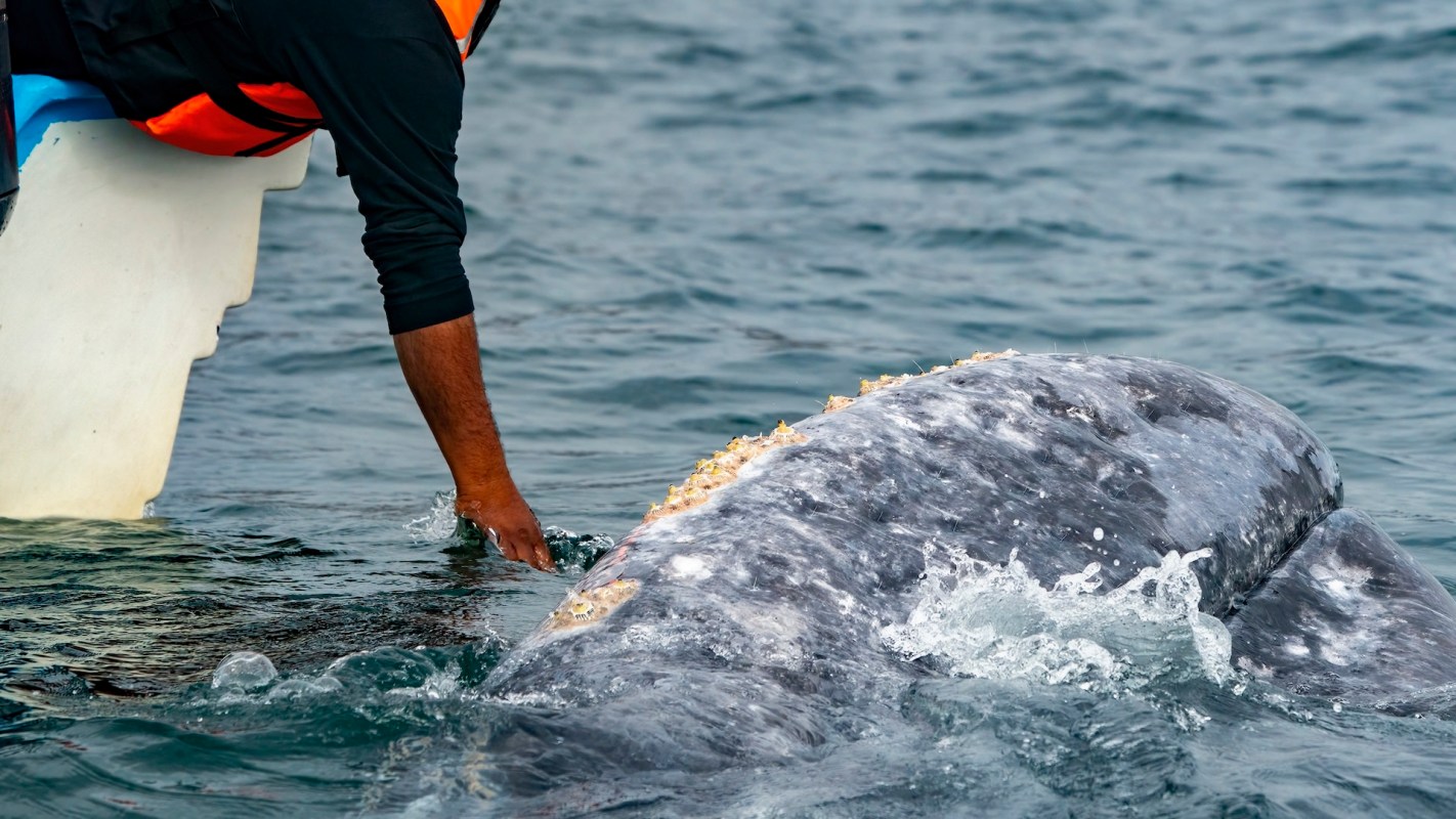"The whale was anchored in place."