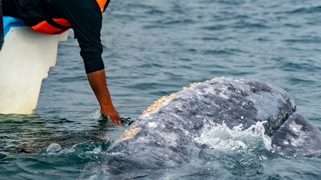 "The whale was anchored in place."