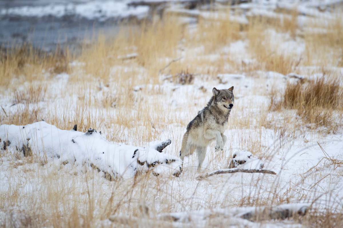 The illegal killing of these animals increases the risk of them becoming extinct.