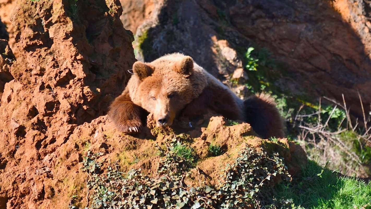 "Bears in Colorado go into torpor, which means they do not wake up during the winter months to look for food."