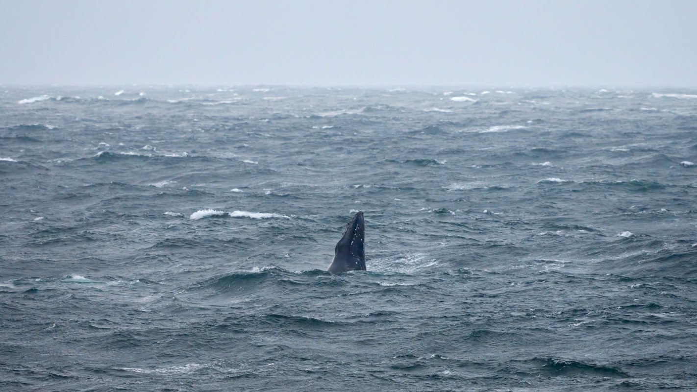 "Sightings like these highlight the importance of ongoing efforts."