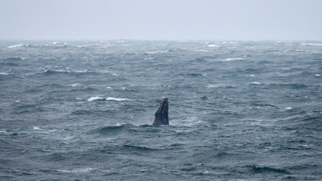 "Sightings like these highlight the importance of ongoing efforts."