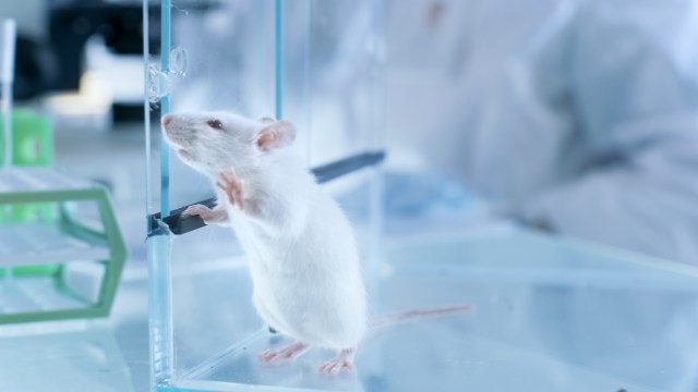 The research team suggested additional studies moving forward.