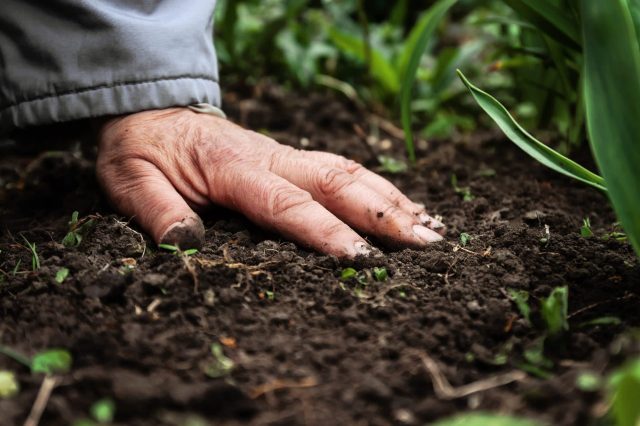 This breakthrough could play a significant role in building a more sustainable food system.
