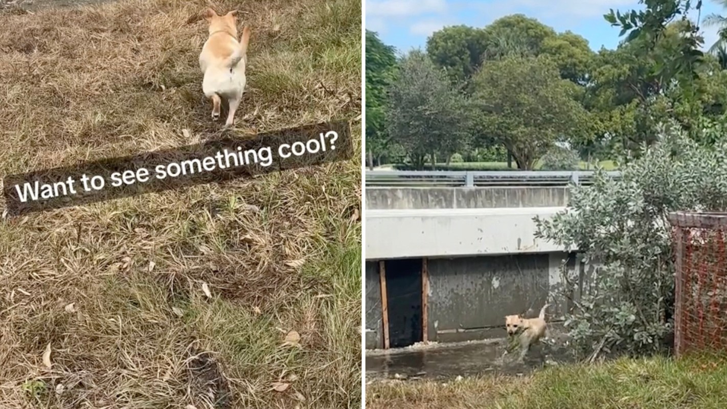 "The dog and owner must be proud performing a public service."