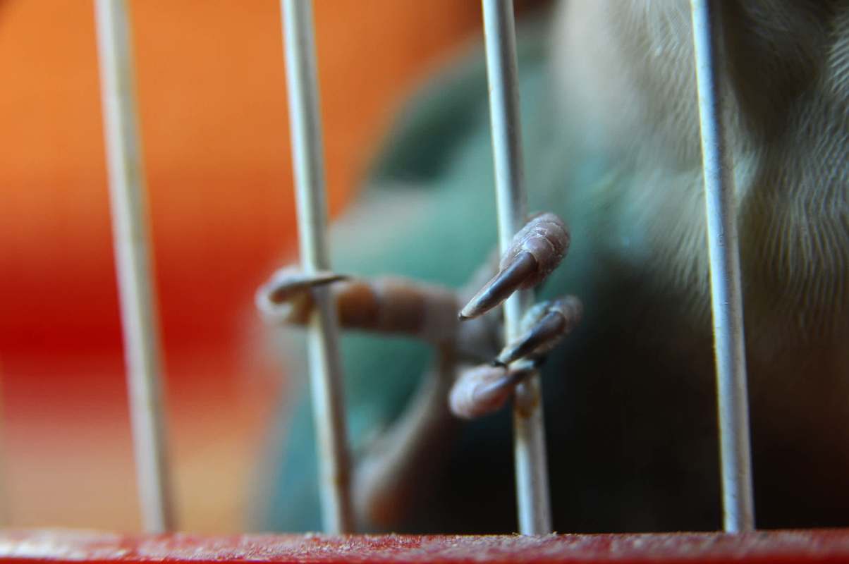 Unfortunately, the area where the birds were kept is a known hotspot for illegal bird trade.