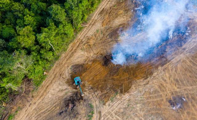 If the Amazon Rainforest continues to be depleted, it will lead to a huge loss of biodiversity.