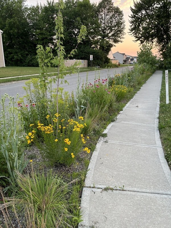"I'm sad for all the 100 species of insects I've seen on these plants."