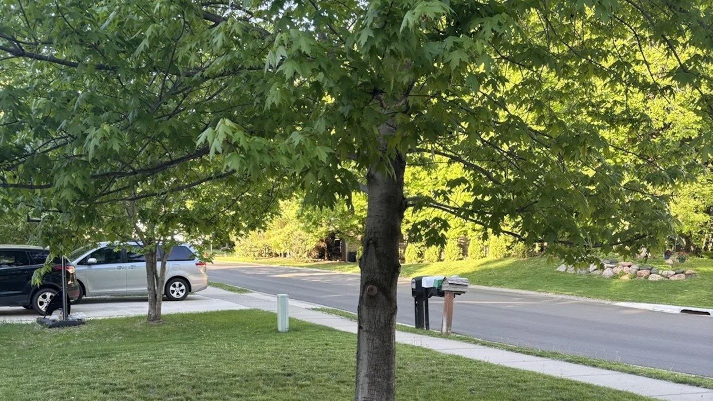 "The roots are stressed, which is going to affect the tree."