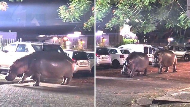 The hippos regularly leave the water at night to graze.