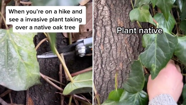 Commenters on the TikTok agreed with the hiker's strong stance.