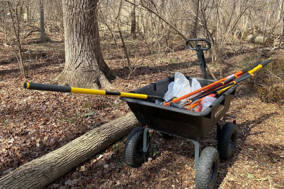 The forest cleanup will likely have significant effects.