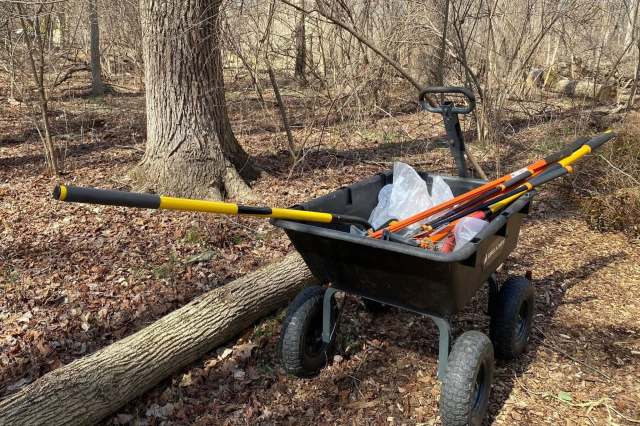The forest cleanup will likely have significant effects.