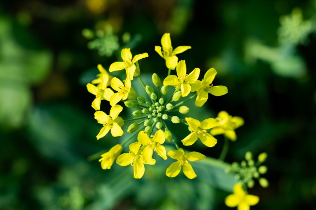 "Destroying black mustard with my little descendants of dinosaurs."