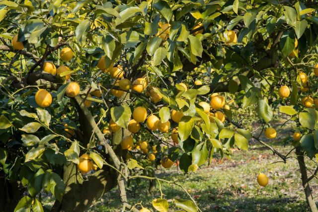 When extreme heat damages crops, the effects can be felt throughout our food system.