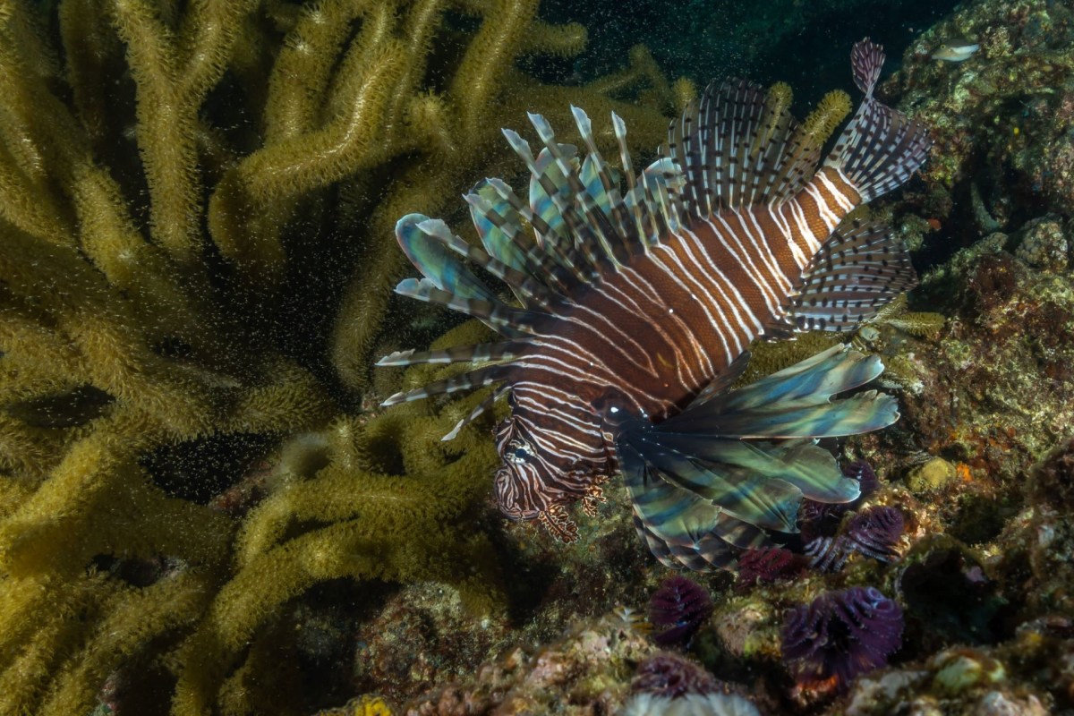 It is likely the fish were released in the region by humans.