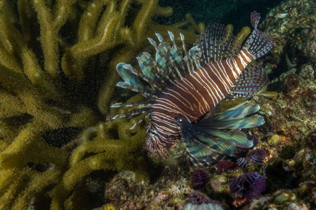 It is likely the fish were released in the region by humans.
