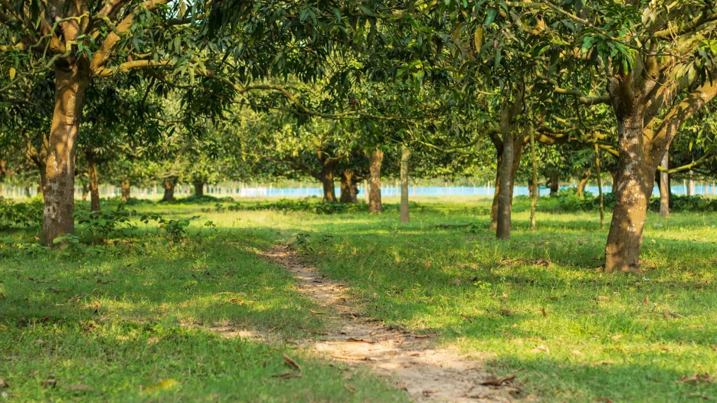 "Growers need to keep their mango orchard under constant irrigation."
