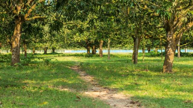 "Growers need to keep their mango orchard under constant irrigation."
