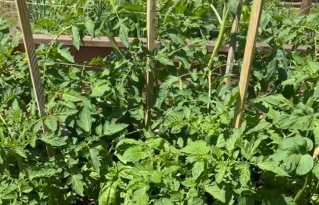 Hacks like these are so important to home gardens.