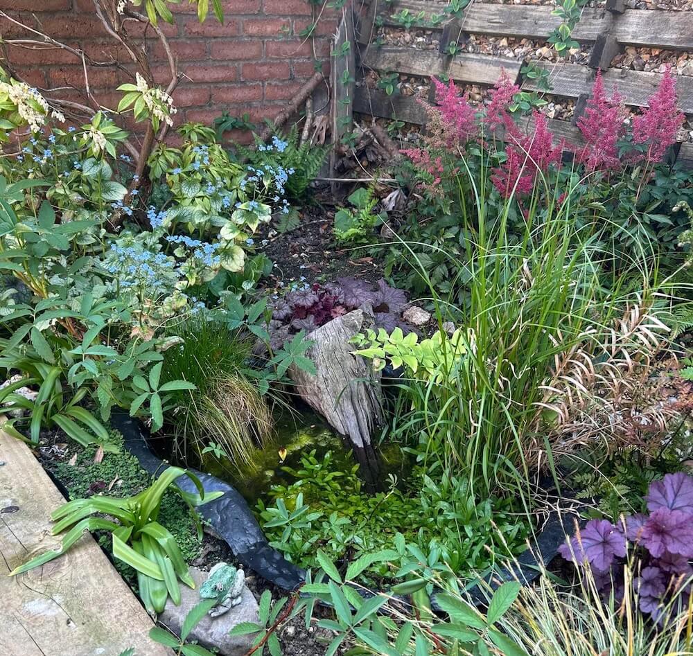frog habitat