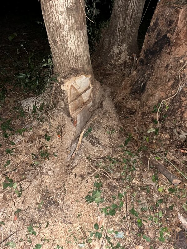 "The more I learn about my trees, the more I cherish them."