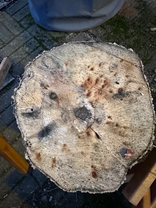 Tree law is serious business and can result in hefty damages.