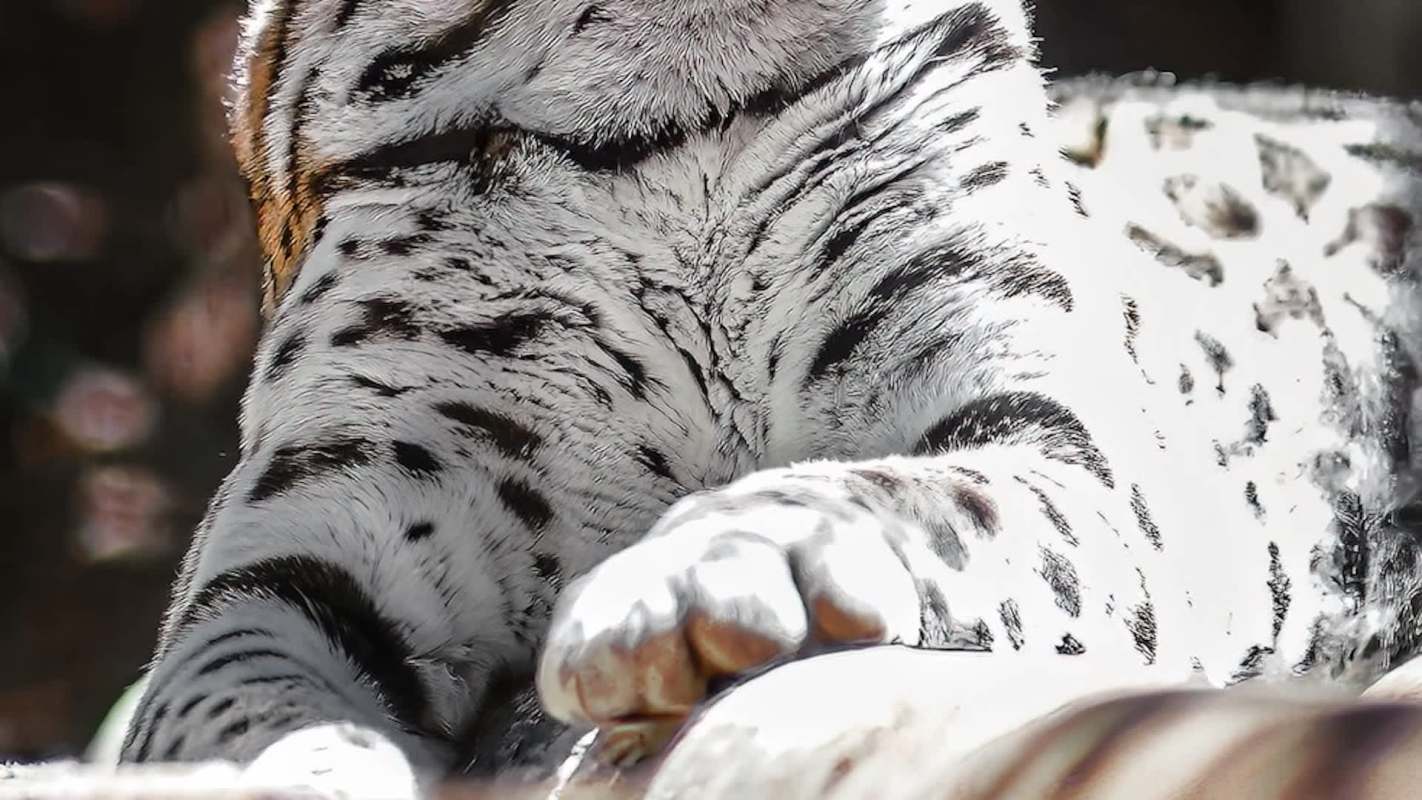 The trail camera is a key technology in spotting especially elusive wild animals.