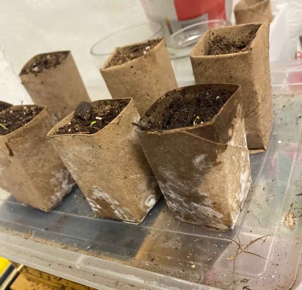 "They don't harm the plants."