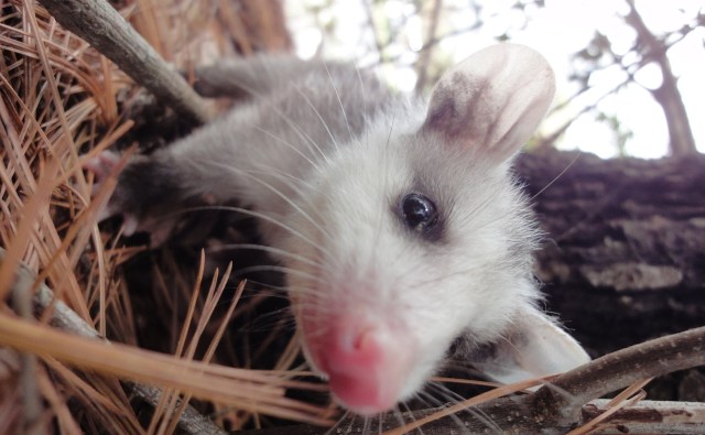 Like all wild animals, they should be left to forage in peace and not be fed.
