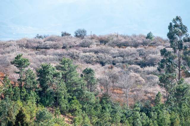 This study set up cameras at 54 burned forest sites.