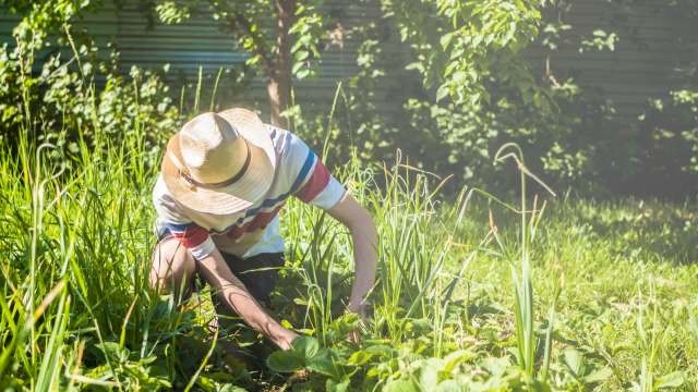 "What if I were to tell you that there were entire philosophies of gardening that were built around doing as little work as possible?"