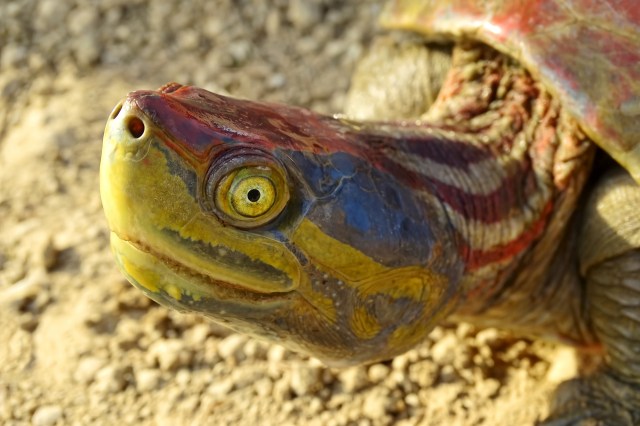 "This became the first reintroduction in India of the red-crowned roofed turtle."