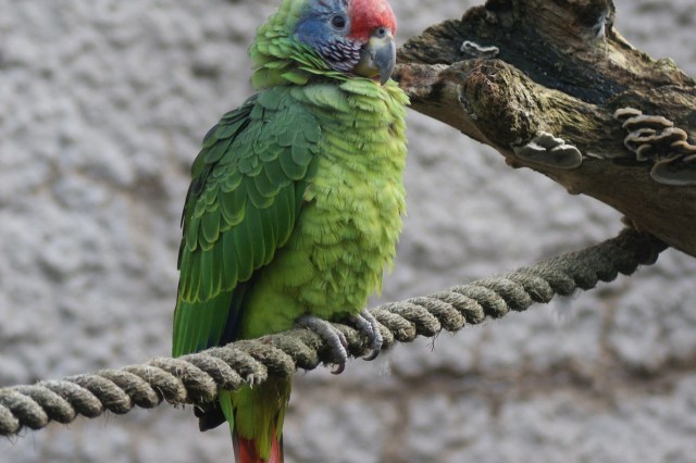 "The only reason there are parrots is because there is forest."