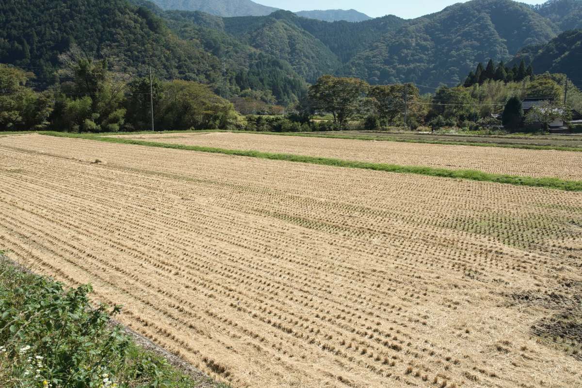 When essential crops fail, families can feel an immediate financial strain.