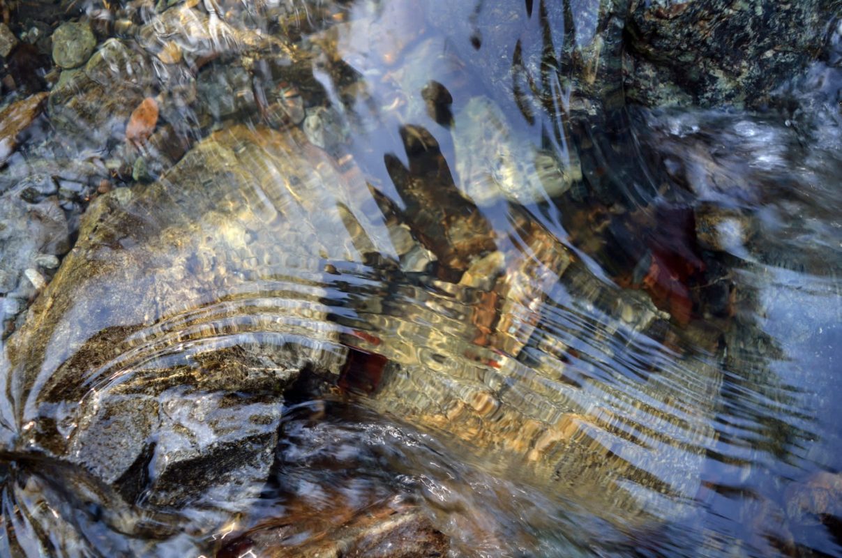 The emergence has caused concern among state wildlife officials.
